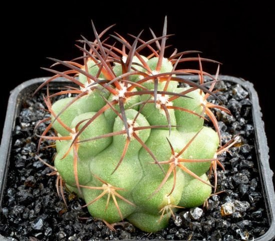 Copiapoa_domeykoensis